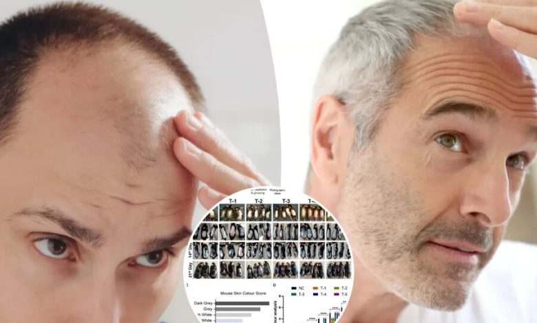 d988db8cd8afdb8cd988 d985d8add982d982d8a7d986 daa9d8b4d981 daa9d8b1d8afd986d8afd89b d8b1d8a7d987db8c d8acd8afdb8cd8af d8a8d8b1d8a7db8c 692454d0e8da3