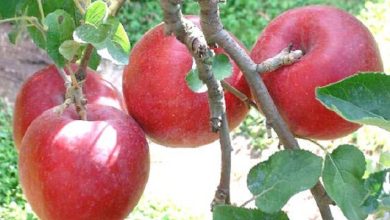 da86d986d8a7d8b1d8a7d986 d8a8d8a7 d8acd8b4d986d988d8a7d8b1d987 d8a8d8b1d8afd8a7d8b4d8aa d985db8cd988d987d987d8a7db8c d8b3d8b1d8af 6926823060190