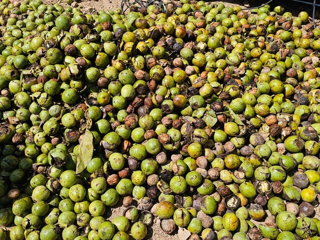 جشنواره گردو بهانه‌ای برای ارتقاء نشاط و گردشگری/ رتبه دوم کشور در تولید محصول