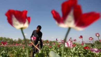 کشت خشخاش طبق قانون مطلقاً ممنوع است/ تلاش برای تدوین آئیننامههای نظارتی برای کشت شقایق الیفرا در سال زراعی جاری 4 daa9d8b4d8aa d8aed8b4d8aed8a7d8b4 d8b7d8a8d982 d982d8a7d986d988d986 d985d8b7d984d982d8a7d98b d985d985d986d988d8b9 d8a7d8b3d8aa d8aad984 6923932013857