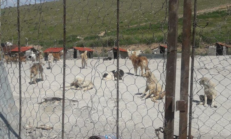 استقرار کلینیکهای سیار عقیمسازی سگهای ولگرد در مناطق حاشیهای پایتخت 1 d8a7d8b3d8aad982d8b1d8a7d8b1 daa9d984db8cd986db8cdaa9d987d8a7db8c d8b3db8cd8a7d8b1 d8b9d982db8cd985d8b3d8a7d8b2db8c d8b3 693932fb3d294