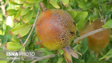 d8a8d8a7d8bad8afd8a7d8b1db8c d8b3d8a7d988d987d88c d8aed8b4daa9d8b3d8a7d984db8c d988 dbb2dbb5dbb0dbb0 d987daa9d8aad8a7d8b1 d8b2d8aed985 697aae69dce1c