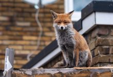 d8b9d984d8aa d8add8b6d988d8b1 d8b1d988d8a8d8a7d987d987d8a7 d8afd8b1 d8aad987d8b1d8a7d986 69576be60adb0