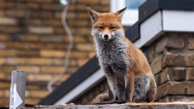 d8b9d984d8aa d8add8b6d988d8b1 d8b1d988d8a8d8a7d987d987d8a7 d8afd8b1 d8aad987d8b1d8a7d986 69576be60adb0