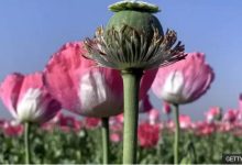 d8aad8b5d988db8cd8a8 daa9d8b4d8aa d8b4d982d8a7db8cd982 d8a7d984db8cd981d8b1d8a7 d8a8d8b1d8a7db8c d8aad8a7d985db8cd986 d985d988 6981f04b17f23