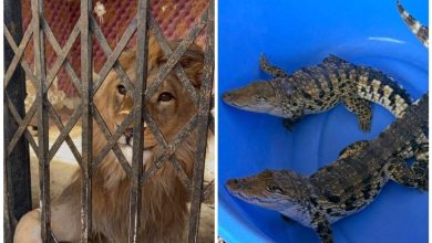 daa9d8b4d981 d8b4db8cd8b1d88c d8b9d982d8a7d8a8 d8b7d984d8a7db8cdb8c d988 d8aad985d8b3d8a7d8ad d8a7d8b2 d8a8d8a7d8badb8c d8afd8b1 d8b4 69832b6c73300